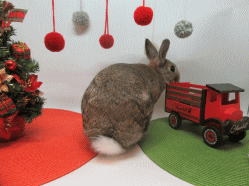 151215n.gif