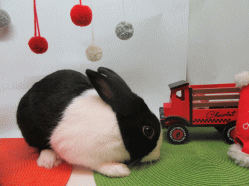 151215r.gif