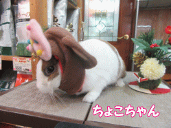 151217a.gif