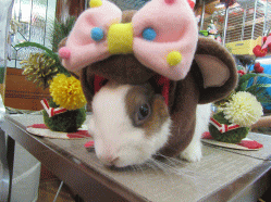 151217b.gif