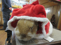 151217f.gif
