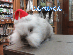 151218a.gif