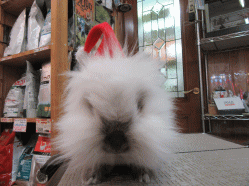 151218b.gif