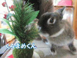 151218c.gif