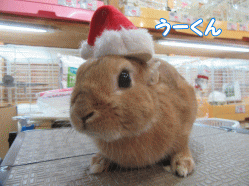151218e.gif