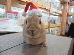 151218f.gif