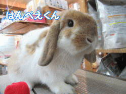 151218g.gif
