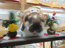 151219b.gif