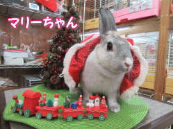 151219c.gif