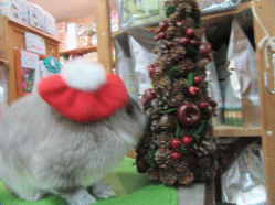 151219f.gif