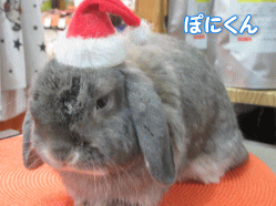 151219g.gif