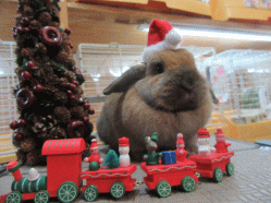 151220b.gif
