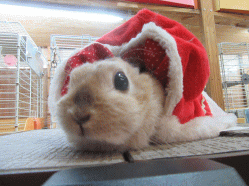 151220e.gif