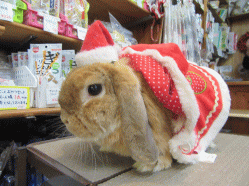 151220o.gif