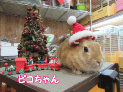151220p.gif