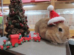 151220q.gif