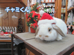 151221e.gif