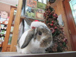 151222b.gif