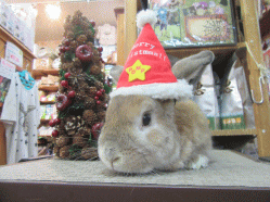 151222d.gif