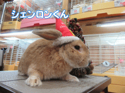 151223c.gif