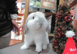 151224b.gif