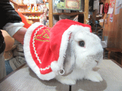 151224d.gif