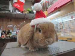 151224f.gif