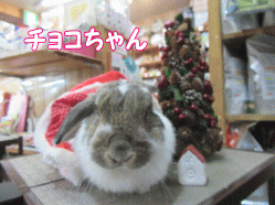 151224g.gif