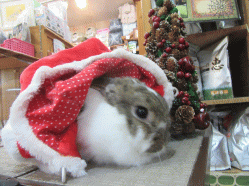 151224h.gif